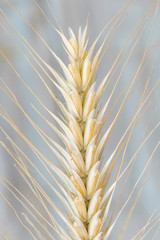 Ripe wheat grain spica, gluten source