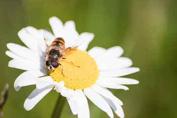 Detailed bug on a daisy flower during spring