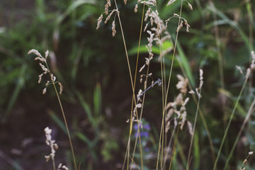  Plants in field in nature. Flowers concept