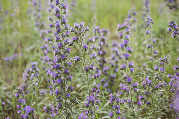 Fototapeta premium Plants in field in nature. Flowers concept