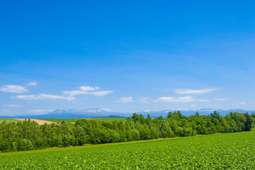 日本の北海道　大地と青空　シンプル背景