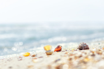 Romantic composition of seashells on the background of the sea
