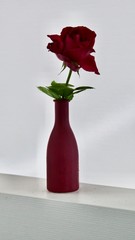 red roses in a vase