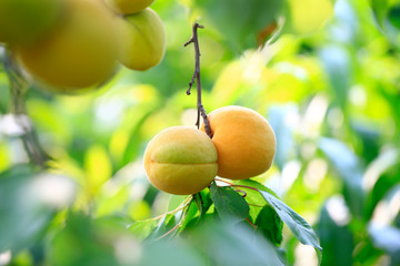 Many ripe apricots, on the branches