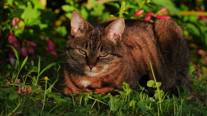 cat on grass in evening sun, looking bored into camera