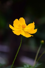 yellow flower