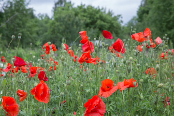 Naklejka premium City Cesis, Latvian republic. Red poppy field and green nature. Travel photo 14. Jun. 2019