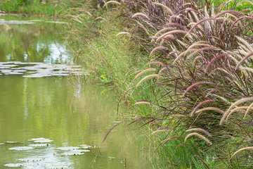 Blossom white and brown grass or Pennisetum pedicellatum That sway in the wind along the pond.