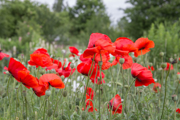 Naklejka premium City Cesis, Latvian republic. Red poppy field and green nature. Travel photo 14. Jun. 2019
