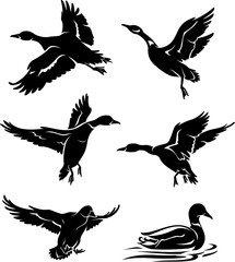 Wild Ducks Silhouette
