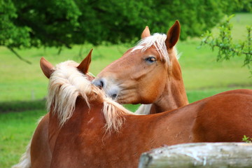 Pferde pflegen sich gegenseitig das Fell