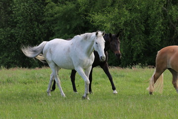 Obraz na płótnie Canvas Pferde laufen dem Betrachter auf der Weide entgegen