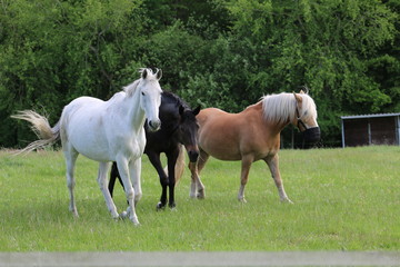 Pferde laufen dem Betrachter auf der Weide entgegen