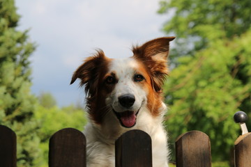 Hund bewacht den Garten an der Pforte.