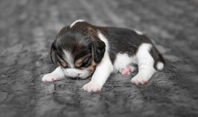 Cute puppy sleeping on veil