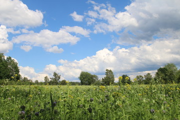 Fototapeta na wymiar Wunderschöne Wolken über der Wildblumenwiese