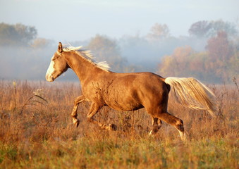 The  young stallion galloping on a meadow in the autumn morning