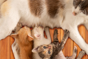 Three Thai kittens eat milk from the mother cat on wooden floor