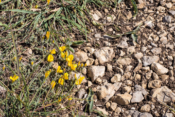 yellow alpine small flowers on stony ground
