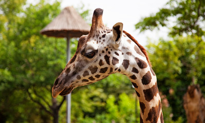 a profile of giraffe head