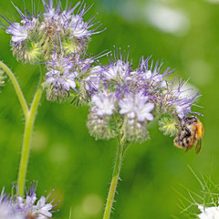 Blühende Phacelia