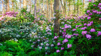 Rhododendron park in Helsinki in the Haaga District. Fabulous flower forest in Finland is popular tourist attraction
