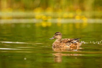 Green-winged Teal - Anas crecca, beautiful colorfull small duck from Euroasian fresh waters,...
