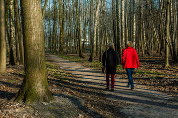 Obraz premium Walk through the early spring park.