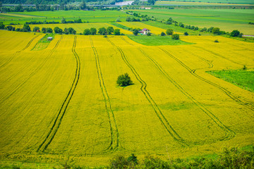 Obraz premium Traces on the wheat field