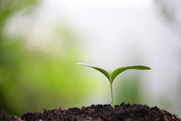 Young green sapling planting with water drop dew