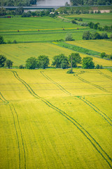 Fototapeta premium Traces on the wheat field