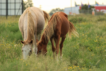 Naklejka na ściany i meble Two horses grazing together in a pasture