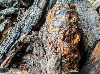 Natural background. After the rain. Branches. Wet firewood