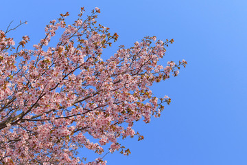 桜　青空背景テクスチャ　日本