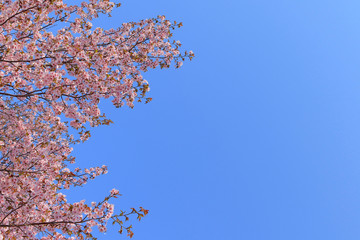 桜　青空背景テクスチャ　日本