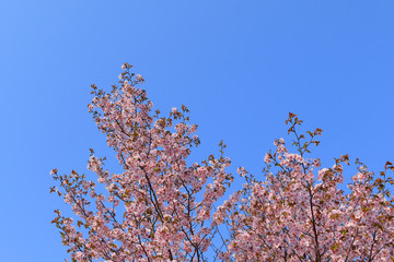 桜　青空背景テクスチャ　日本