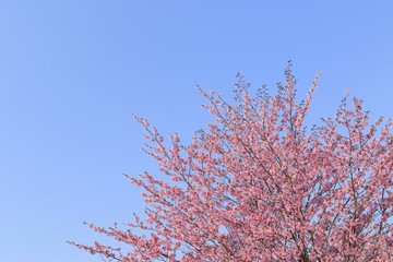 桜　青空背景テクスチャ　日本
