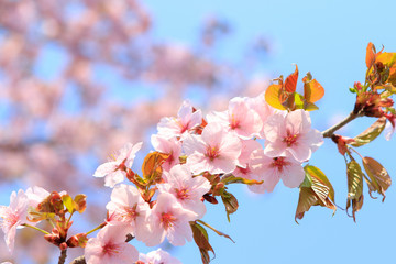 桜　青空背景テクスチャ　日本