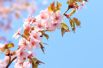 桜　青空背景テクスチャ　日本