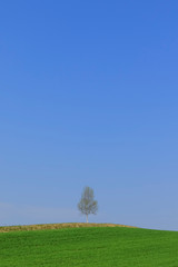 Obraz na płótnie Canvas 木と青空と草原　シンプル背景　日本北海道