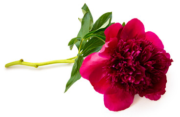 terry purple flower peony isolated