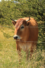 Naklejka na ściany i meble A cow sanding at a pasture, behind a fence