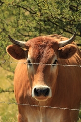 Cute curious cow sanding at a pasture, looking through the fence