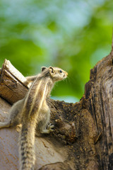 squirrel on the tree eating something