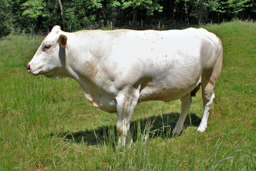 Vache Charolaise.