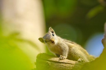 Naklejka na ściany i meble squirrel on the tree eating something