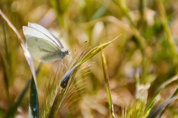 close up of a white butterfly posed peacefully on a green herb in a sunny day of spring on a herbal background. Horizontal picture