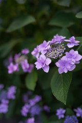 Japan landscape in June