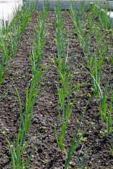 young green onions in the garden next to the weeds