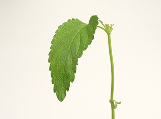 Isolated Fresh Lemon balm Leaf hanging down from a twig, Melissa officinalis, on a white background